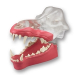 Canis Exemplar Dentoform; Articulated Canine Model, Natural Root Teeth and Clear Amber Facing